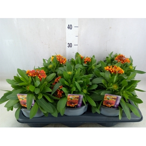 Gaillardia aristata 'Spintop Red'