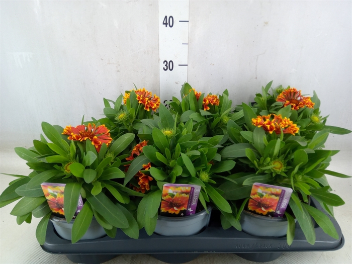 <h4>Gaillardia aristata 'Spintop Red'</h4>