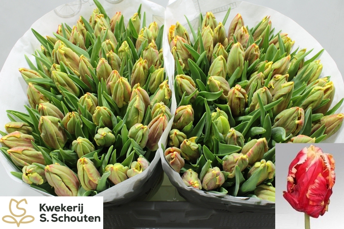 <h4>TU PA DEE JAY PARROT</h4>