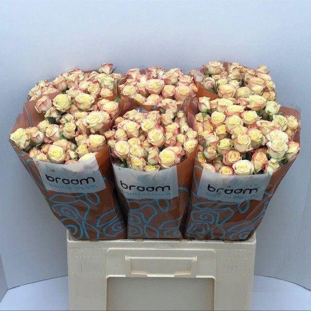 <h4>ROSA TR 'CANDELICIOUS'</h4>