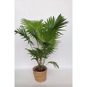 LIVISTONA ROTUNDIFOL