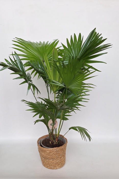 <h4>Livistona rotundifolia in Kandy mand</h4>