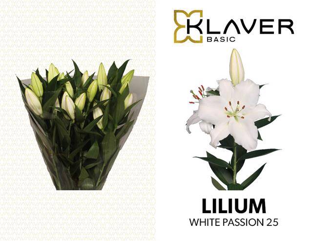 <h4>LI OR WHITE PASSION</h4>