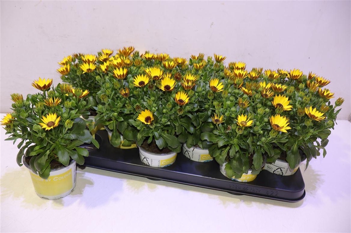 <h4>Osteo Yellow</h4>