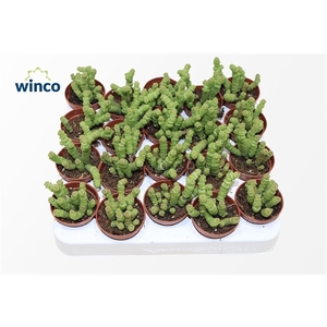 Crassula Marneriana Mini