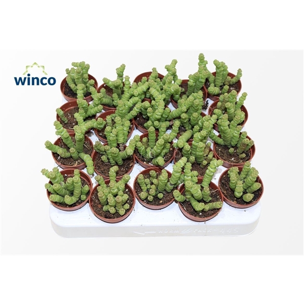 <h4>Crassula Marneriana Mini</h4>