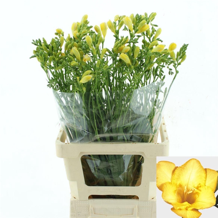 <h4>FR EN DUKAAT</h4>