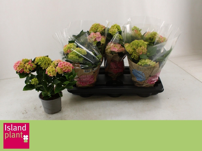 <h4>HYDR M ANKONG</h4>