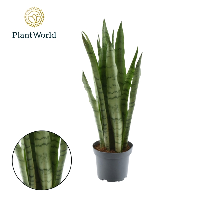 <h4>Sansevieria Spearmint (8+ blad)</h4>