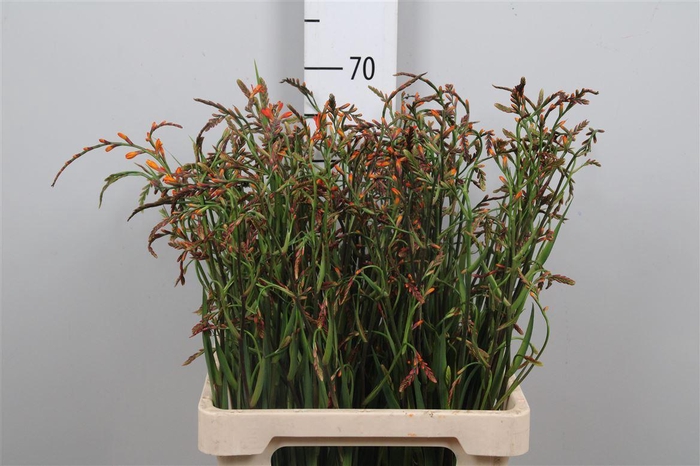 <h4>Crocos Lucifer</h4>