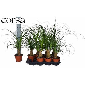 BEAUCARNEA RECUR