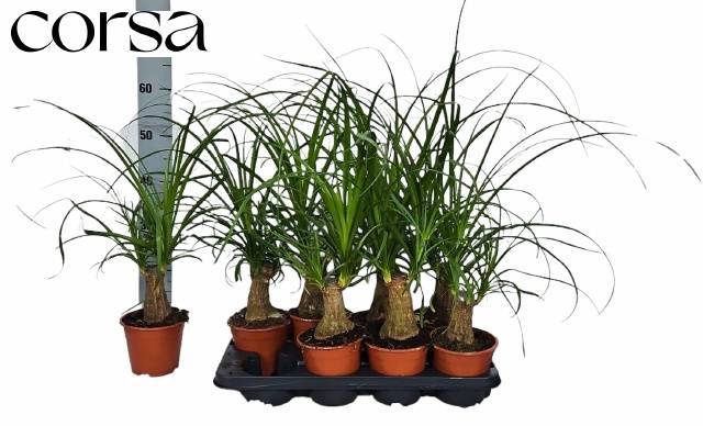 <h4>BEAUCARNEA RECUR</h4>