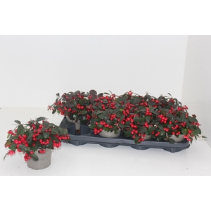 Gaulth Pr Ciao B Red