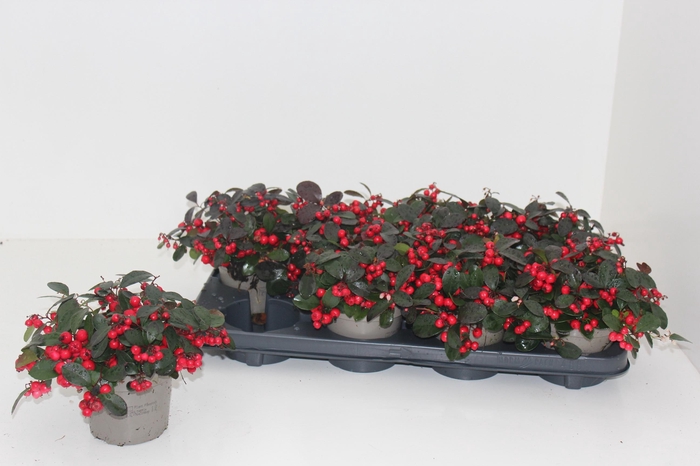 <h4>GAULTH PR CIAO B RED</h4>