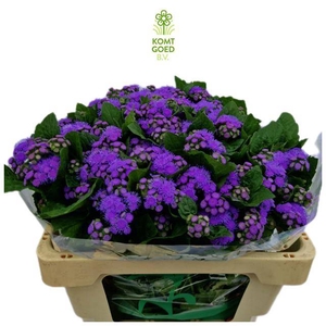 AGER H BLUE HORIZON