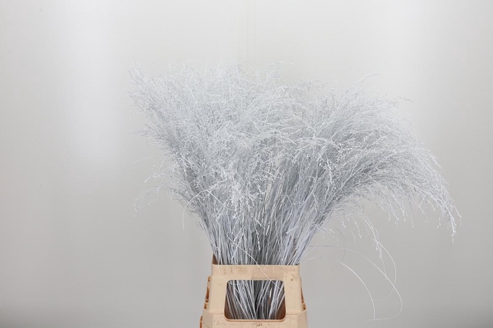 <h4>Panicum Kl Bh Wit</h4>