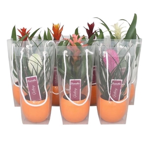Bromelia gemengd in oranje bolpot in blanco draagtas