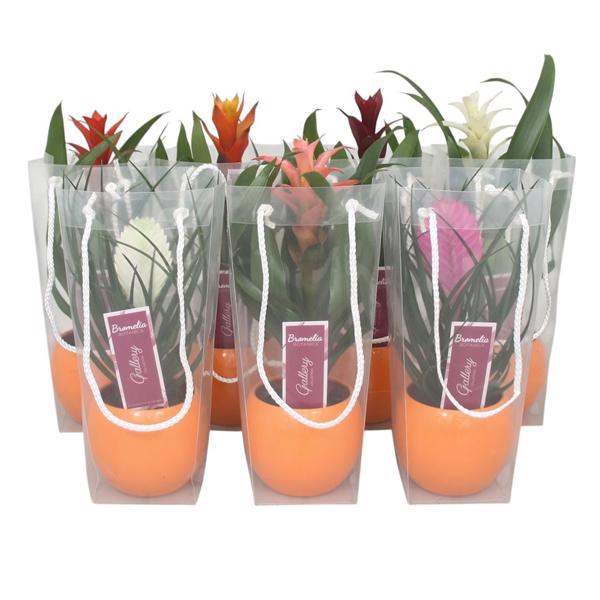 <h4>Bromelia gemengd in oranje bolpot in blanco draagtas</h4>