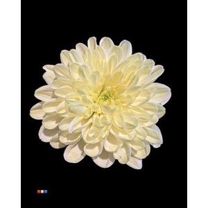 Chr T Altaj Pastel Yellow