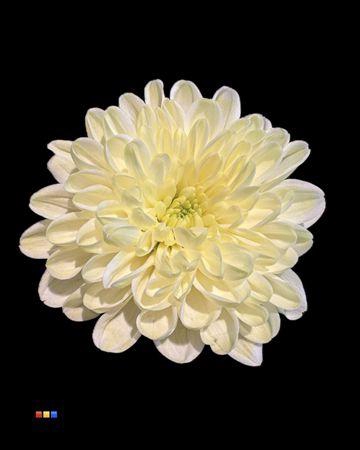 <h4>Chr T Altaj Pastel Yellow</h4>