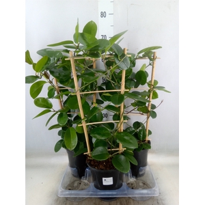 Hoya australis