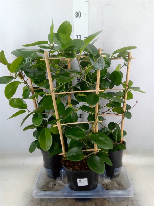 <h4>Hoya australis</h4>