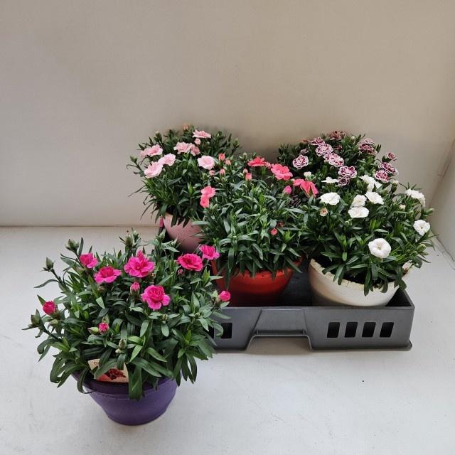 <h4>DIAN OSC GEM</h4>