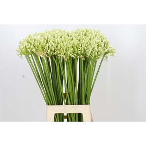 Agapanthus Volendam