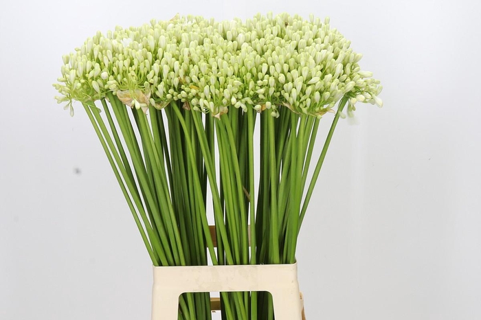 <h4>Agapanthus Volendam</h4>