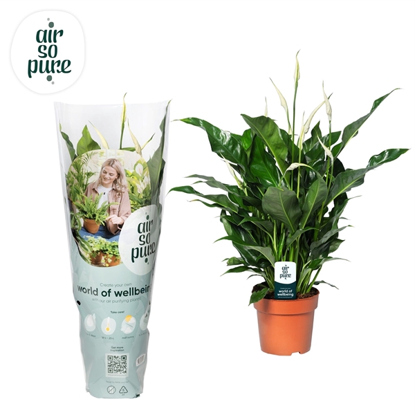 <h4>Spathiphyllum 13 cm Sweet Curiosa Air So Pure Hoes + steker</h4>