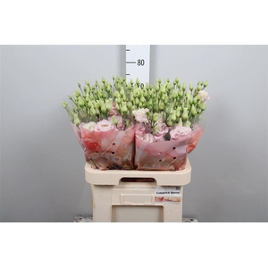 Eus G Celebrich Queen