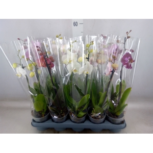 Phalaenopsis   ...mix