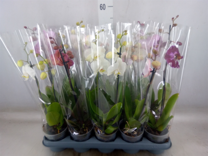 Phalaenopsis   ...mix