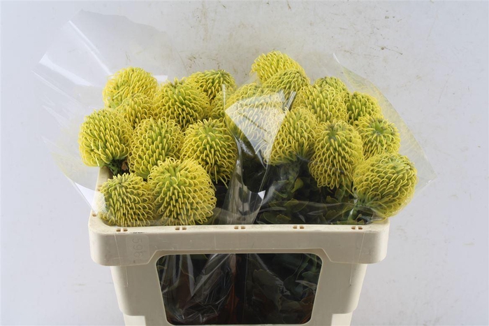 <h4>Leuco Co High Gold</h4>