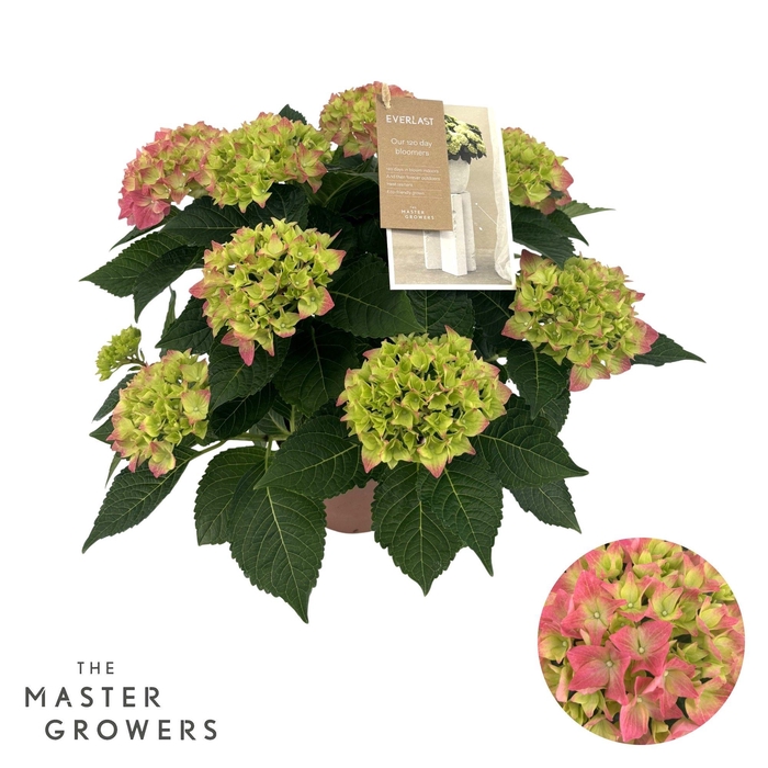 <h4>Hydrangea Hi Everlast pink 5 + Flowers</h4>