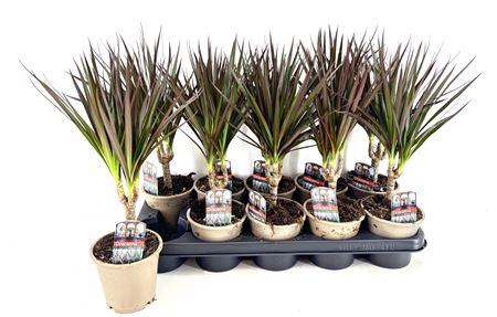 <h4>Dra Marg Magenta</h4>