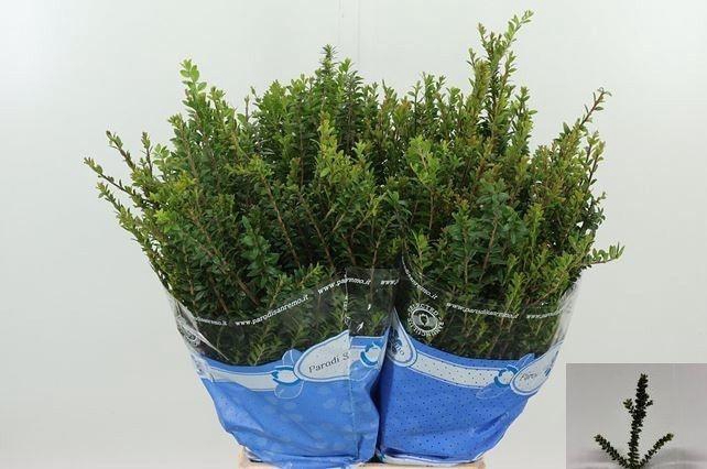 <h4>MYRTUS COMMUNIS</h4>