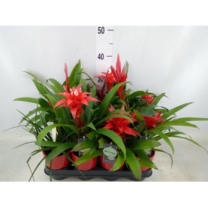 Bromelia   ...mix