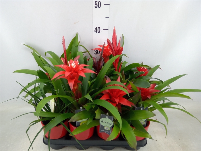 <h4>Bromelia   ...mix</h4>