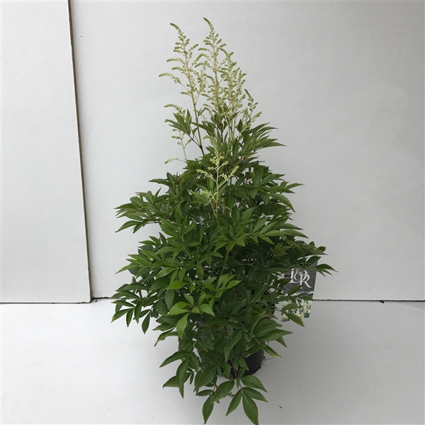 <h4>Astilbe wit</h4>