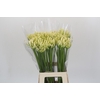 Agapanthus Gletsjer