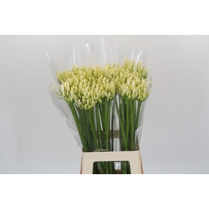 Agapanthus Gletsjer