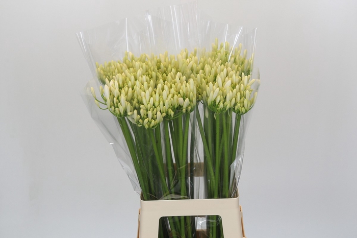 <h4>Agapanthus Gletsjer</h4>