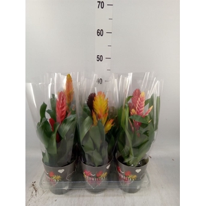 Vriesea   ...mix 6