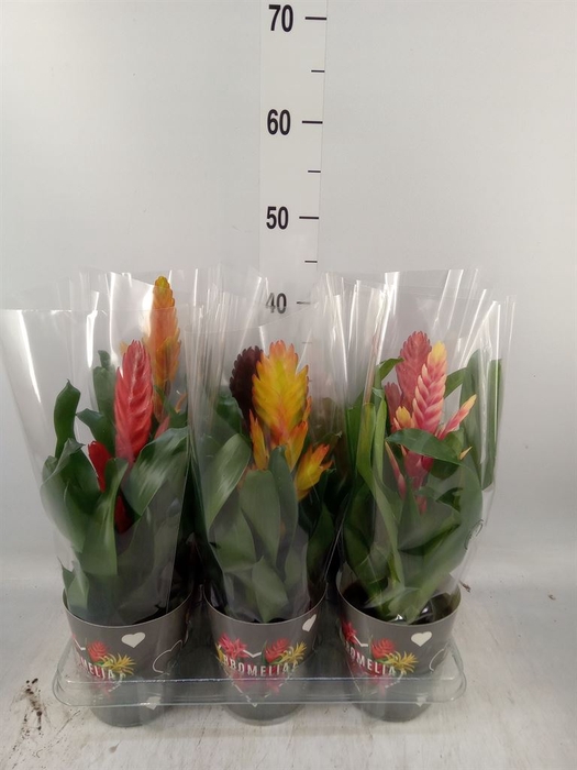 <h4>Vriesea   ...mix 6</h4>