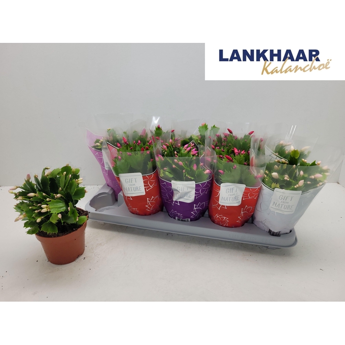 <h4>SCHLUMB FLAME GEM</h4>