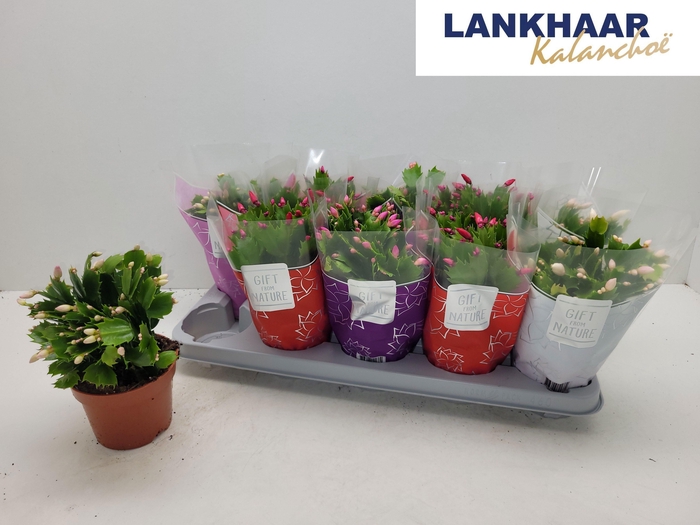 <h4>SCHLUMB FLAME GEM</h4>