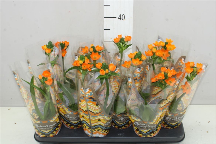 <h4>Ornithogalum Dubium 1pp</h4>