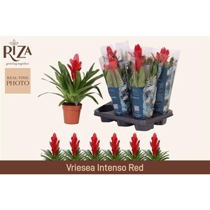 Vriesea Intenso Red 12Ø 40cm