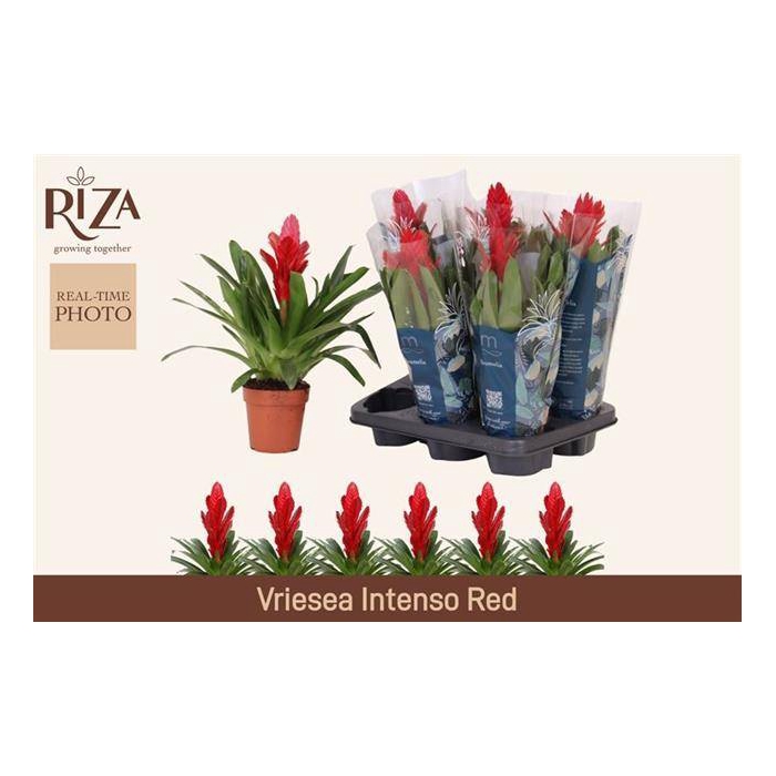 <h4>Vriesea Intenso Red 12Ø 40cm</h4>